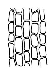 Dicranella schreberiana, exothecial cells. Drawn from J.T. Linzey 3145, CHR 532366.
 Image: R.C. Wagstaff © Landcare Research 2018 